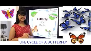 THE LIFE CYCLE OF A BUTTERFLY🦋✨💡✨