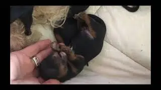 Matisse's puppies Oct, 14, 2020