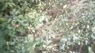 Прогулка по осеннему лесу в место сталкача