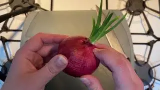 Quarantine TV: How To Prepare a Sprouted Onion For Planting