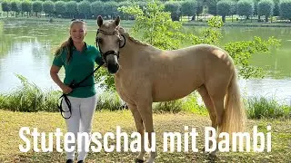Bambi wird als Zuchtstute eingetragen + bekommt eine Prämie