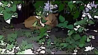 Кошки