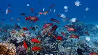Beautiful Napoleon Reef -- Dahab, Egypt