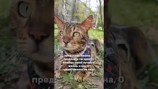 #бенгал #cat #бенгальскаякошка #кот #котики #котик #kitten