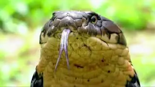 Top 5 Indian Snakes || पाँच जेहरीले साप #viral #youtube