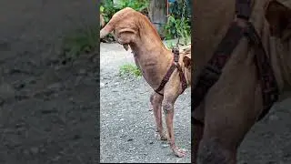 El Milagro de Putol y Una Historia de Amor y Superación.