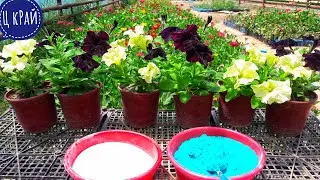 TWO FEEDINGS FOR PETUNIA AFTER PLANTING. Your petunia will bloom profusely all summer until frost.
