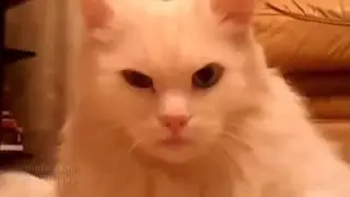 Not ХБ шоу  ЗОМБИ КОТЭ  Ржака