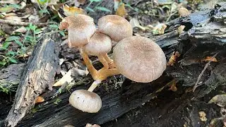 Looking for mushrooms on the other side of the river.