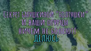 Использую бабушкину “болтушку” и мои огурцы вообще ничем не болеют