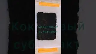 Что нужно для содержания улиток