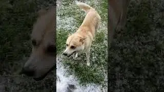 5 минут зимы. Последствия града.#