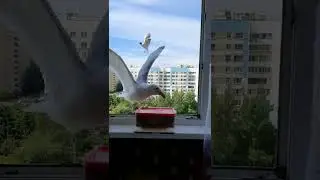 Ручная чайка за 60 дней - День 5  Сиди за столом, не щёлкай клювом! 