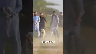 Умный зайчик ОБХИТРИЛ целую стаю😍🔥🤗