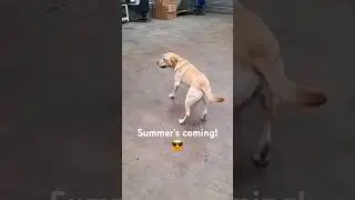 Summer's coming 😎 #gallahersgreen #lucky13 #indie #music #feelsoreal #labrador