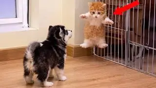The Most DRAMATIC CATS and DOGS Moments Ever! 🤣 Funny Cat Videos