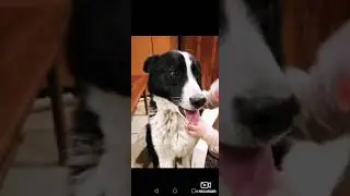 Рисунки животных👍