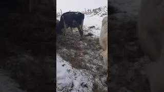Деревенский колорит