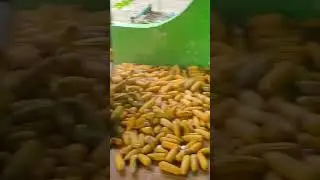 panen jagung pertama kali
