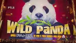 Let’s Get at the Slots!! Playing Wild Panda – A Thrilling Casino Adventure!