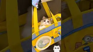 The cat is so cute 💖🐾