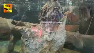 Super Giant Snapping Turtle