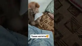Такие котята 🥰 #блогер #животные #кот