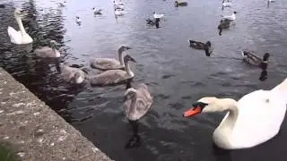 Бои без правил: лебедь vs утка | MMA: Swan vs duck