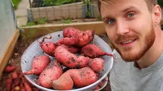 STOR skörd av sötpotatis! Så här gjorde jag: