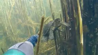 Солнечный окунь на нересте