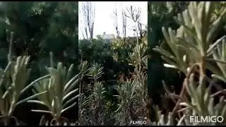 Il giardino della mia nonna