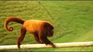 Monkey drowning 👍🔔