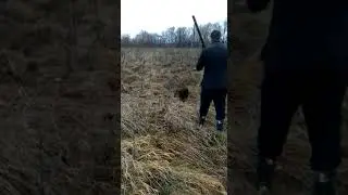 Отдых в Подмосковье.Охота на фазана.