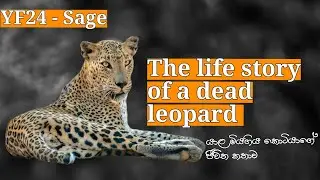 Top1 | The life story of a dead female leopard | Yala safari kamesh