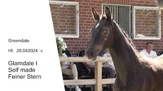 Hf v Glamdale I x Self made x Feiner Stern 2024