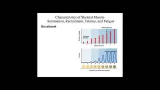 Chapter 7- Characteristics of a Muscle Contraction- FALL 2021
