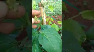 bertani sayur kacang panjang