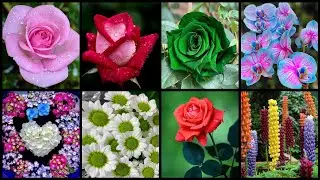 Dp Pictures For Whatsapp 💕 Flower Dp Whatsapp