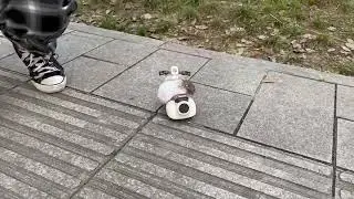 Hamster riding a singing motorbike
