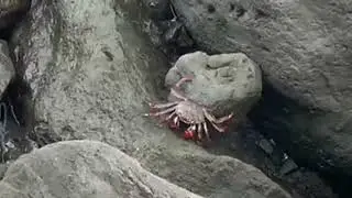 БОКОМ
