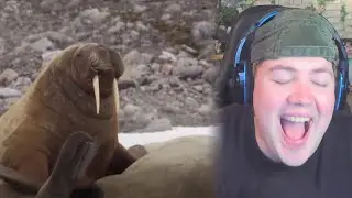 YouTube Kacke: DUMME TIERE | REAKTION