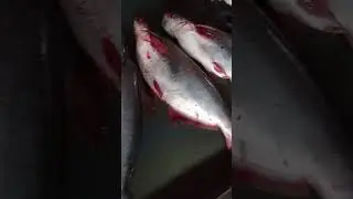 #viralvideo