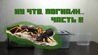 Ну что, ПОГНАЛИ (переселяем питомцев) ЧАСТЬ 2