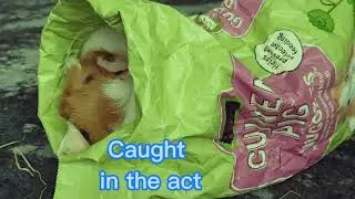 Guinea pig funny video - caught in the act