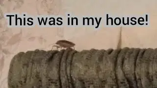 This stink bug!!!