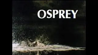 Osprey