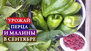 Урожай перца и малины в сентябре