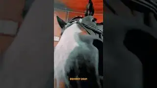⚡актуальные новости в телеграме: @eqvirey ⚡подпишись чтобы не пропускать новые видео❤️
