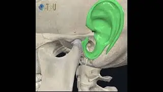 Anatomy of the Temporomandibular Joint (TMJ)