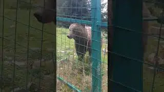Реабілітаційний центр медведів